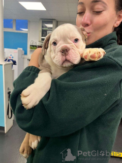 Foto №4. Ich werde verkaufen american bulldog in der Stadt Дрезден. quotient 	ankündigung - preis - 1063€