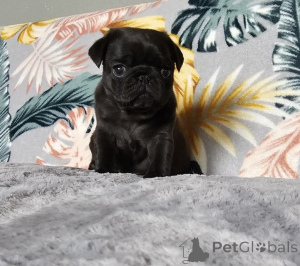 Foto №2 zu Ankündigung № 167676 zu verkaufen  - einkaufen Deutschland quotient 	ankündigung, züchter