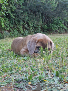 Foto №2 zu Ankündigung № 106780 zu verkaufen cane corso italiano - einkaufen Polen züchter