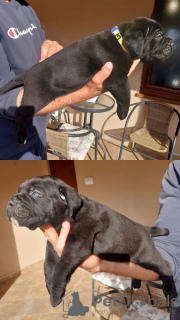 Foto №3. Cane Corso Welpen zu verkaufen. Serbien