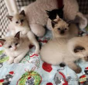 Foto №1. balinesenkatze - zum Verkauf in der Stadt Espoo | 500€ | Ankündigung № 171568