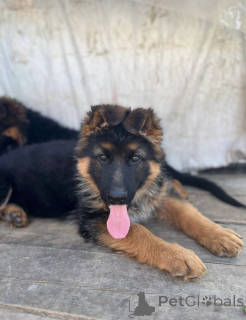 Foto №4. Ich werde verkaufen deutscher schäferhund in der Stadt Irkutsk. vom kindergarten, züchter - preis - 377€