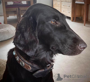 Foto №1. flat coated retriever - zum Verkauf in der Stadt Ham-sous-Varsberg | 1800€ | Ankündigung № 127187