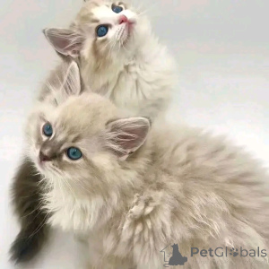 Foto №2 zu Ankündigung № 150761 zu verkaufen ragdoll-katze - einkaufen Deutschland aus dem tierheim, züchter