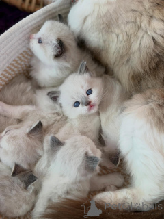 Foto №2 zu Ankündigung № 170646 zu verkaufen ragdoll-katze - einkaufen Niederlande züchter