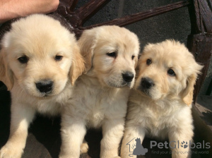 Foto №2 zu Ankündigung № 116005 zu verkaufen golden retriever - einkaufen Deutschland quotient 	ankündigung