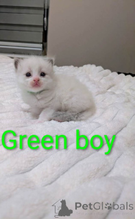 Foto №3. Wunderschöne reine Ragdoll-Kätzchen, alle Kätzchen reserviert. USA