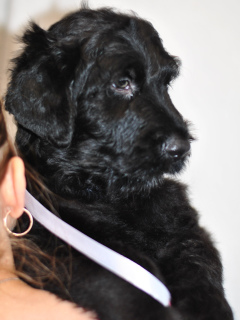 Foto №1. russischer schwarzer terrier - zum Verkauf in der Stadt Barnaul | 168€ | Ankündigung № 2017