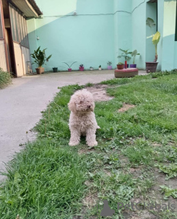 Foto №2 zu Ankündigung № 102765 zu verkaufen lagotto romagnolo - einkaufen Serbien quotient 	ankündigung