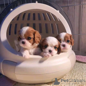 Foto №1. cavalier king charles spaniel - zum Verkauf in der Stadt Helsinki | 450€ | Ankündigung № 125668