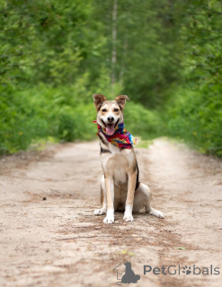 Foto №4. Ich werde verkaufen mischlingshund in der Stadt Moskwa.  - preis - Frei