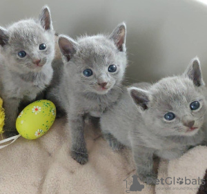 Foto №1. ragdoll-katze - zum Verkauf in der Stadt Victoria Park | 331€ | Ankündigung № 116981