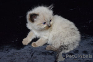 Foto №4. Ich werde verkaufen ragdoll-katze in der Stadt Barcelona. quotient 	ankündigung, züchter - preis - 300€