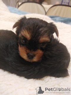 Foto №2 zu Ankündigung № 122559 zu verkaufen biewer terrier, yorkshire terrier - einkaufen Litauen quotient 	ankündigung, vom kindergarten, züchter