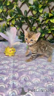 Foto №1. bengal katzenrasse - zum Verkauf in der Stadt Deggendorf | 350€ | Ankündigung № 173517
