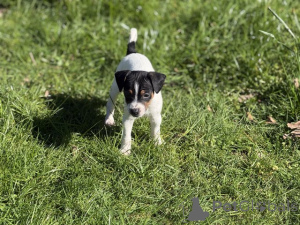 Foto №1. jack russell terrier - zum Verkauf in der Stadt Manchester | 900€ | Ankündigung № 166831