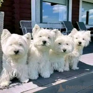 Foto №1. west highland white terrier - zum Verkauf in der Stadt Łeba | 374€ | Ankündigung № 13588