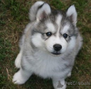 Foto №2 zu Ankündigung № 71091 zu verkaufen siberian husky - einkaufen Australien züchter