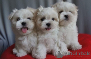 Foto №1. malteser - zum Verkauf in der Stadt Vienna | 420€ | Ankündigung № 135439