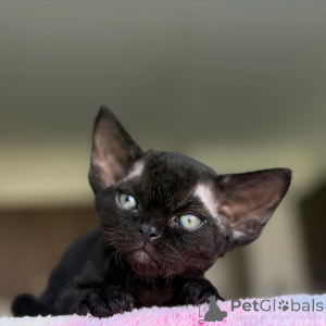 Foto №1. devon rex - zum Verkauf in der Stadt Espoo | 500€ | Ankündigung № 166945