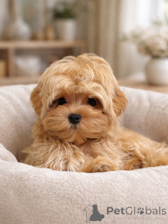 Foto №4. Ich werde verkaufen maltipu in der Stadt München. quotient 	ankündigung, züchter - preis - verhandelt