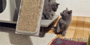 Foto №1. chartreux - zum Verkauf in der Stadt Aschaffenburg | 350€ | Ankündigung № 151630