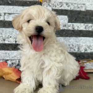 Foto №1.  - zum Verkauf in der Stadt Baaienfurt | 350€ | Ankündigung № 152919