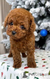 Foto №3. Süße, entzückende Welpen zu verkaufen. Kontaktieren Sie WhatsApp Business unter. Finnland