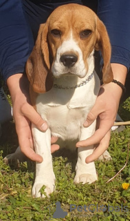 Foto №3. Beagle-Hündin zu verkaufen. Serbien