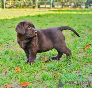 Foto №4. Ich werde verkaufen labrador retriever in der Stadt Warschau. quotient 	ankündigung - preis - 800€