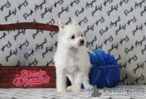 Foto №2 zu Ankündigung № 39509 zu verkaufen chinesischer schopfhund - einkaufen Russische Föderation vom kindergarten