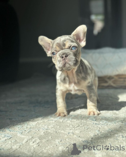 Foto №3. Französische Bulldoggen zur Adoption. Deutschland