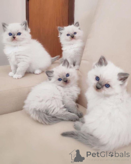Foto №2 zu Ankündigung № 174801 zu verkaufen ragdoll-katze - einkaufen Großbritannien quotient 	ankündigung