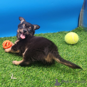 Foto №1. chihuahua - zum Verkauf in der Stadt Anderny | 300€ | Ankündigung № 151401