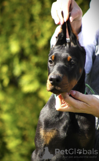 Zusätzliche Fotos: Dobermann-Welpen zu verkaufen