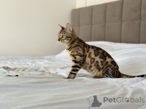 Foto №4. Ich werde verkaufen bengal katzenrasse in der Stadt New York. quotient 	ankündigung, vom kindergarten, züchter - preis - verhandelt