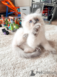 Foto №3. Gut sozialisierte Ragdoll-Kätzchen, die bereit sind, Sie kennenzulernen. Deutschland