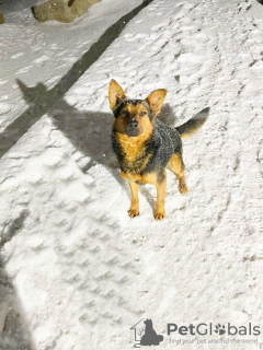 Foto №3. Kleiner Hund sucht ein Zuhause!!. Russische Föderation