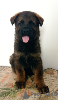 Foto №2 zu Ankündigung № 58769 zu verkaufen deutscher schäferhund - einkaufen Israel 