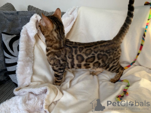 Foto №1. bengal katzenrasse - zum Verkauf in der Stadt Sneek | 350€ | Ankündigung № 115071