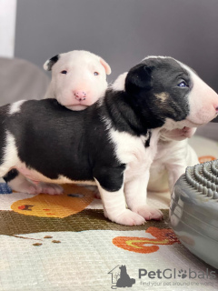 Foto №1. bullterrier - zum Verkauf in der Stadt Kościan | verhandelt | Ankündigung № 120608