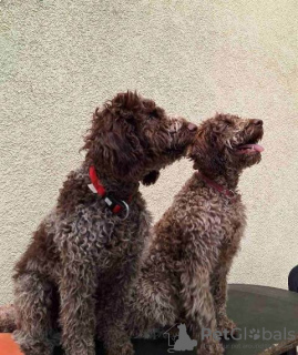 Foto №2 zu Ankündigung № 102987 zu verkaufen lagotto romagnolo - einkaufen Serbien 