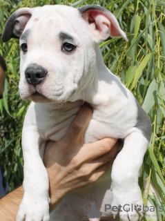 Foto №3. Wunderschöne Amstaff-Welpen aus edlem Blut. Moldawien