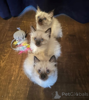 Foto №1. ragdoll-katze - zum Verkauf in der Stadt Giesen | 350€ | Ankündigung № 169826