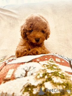 Foto №2 zu Ankündigung № 85465 zu verkaufen mischlingshund - einkaufen Ukraine vom kindergarten, züchter