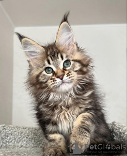 Foto №1. maine-coon-katze - zum Verkauf in der Stadt Интерлакен | 400€ | Ankündigung № 116796