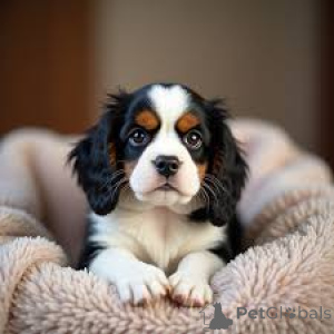 Foto №1. cavalier king charles spaniel - zum Verkauf in der Stadt Quebec City | 700€ | Ankündigung № 162773
