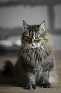 Foto №4. Ich werde verkaufen  in der Stadt Москва.  - preis - Frei