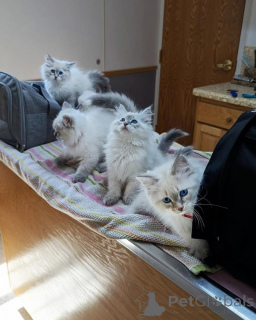 Foto №1. sibirische katze - zum Verkauf in der Stadt Hummeltal | 350€ | Ankündigung № 177543