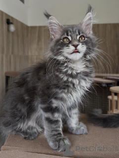 Foto №4. Ich werde verkaufen maine-coon-katze in der Stadt Poznan. züchter - preis - verhandelt
